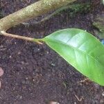 Chrysophyllum sparsiflorum Hoja