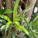 Nerium oleander 树皮