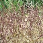 Vulpia unilateralis その他の提案