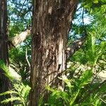 Metasequoia glyptostroboides Bark