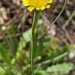 Arnoseris minima Blüte