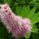Spiraea salicifolia 花