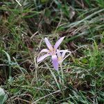 Colchicum autumnale Flower