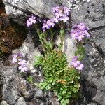 Erinus alpinus फूल