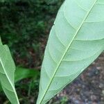 Ticorea longiflora Hoja