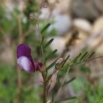 Vicia peregrina Kukka