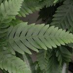 Pteris fauriei Leht