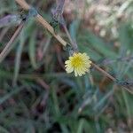 Lactuca serriolaCvet