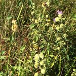 Pycnanthemum verticillatum Habit