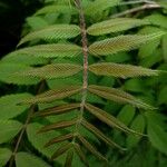 Sorbaria sorbifolia Leaf