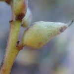 Salix pyrenaica Frucht