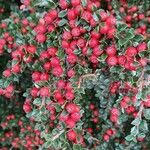 Cotoneaster nan-shanFroito