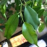 Ficus benjaminaLeaf