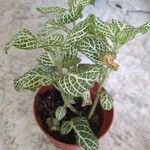 Fittonia albivenis花