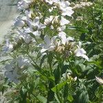 Campanula lactiflora Flors