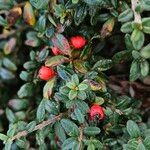 Cotoneaster microphyllus 形態