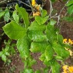 Rhododendron calendulaceum Leaf