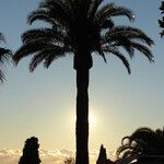 Phoenix canariensis Hábito