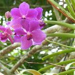 Vanda coerulea Λουλούδι