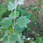 Populus alba Blatt