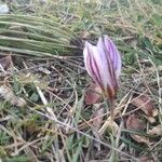 Crocus imperati Цвят