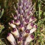 Cistanche violacea Flower