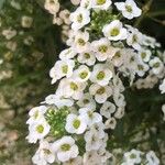 Lobularia maritimaFlower