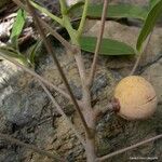 Dysoxylum bijugum Meyve