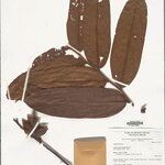 Guatteria hispida Hoja