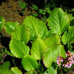 Bergenia crassifolia Hoja