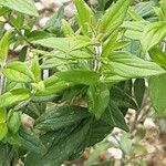 Pycnanthemum verticillatum Leaf