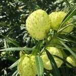 Gomphocarpus physocarpus Fruit