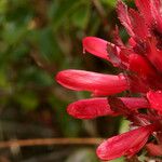 Pedicularis densiflora Bloem