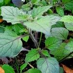 Solanum villosum Bark