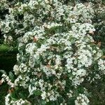 Crataegus crus-galli花