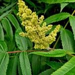 Rhus glabra പുഷ്പം