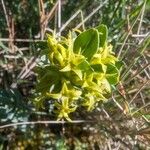 Thymelaea sanamunda Flower