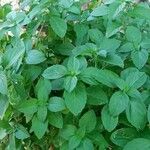 Ocimum campechianum Лист