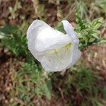 Oenothera tetraptera Flower
