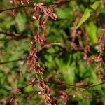 Persicaria hydropiper फूल