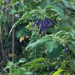 Iochroma cyaneum Blomma