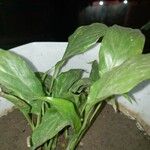 Spathiphyllum floribundum Folha