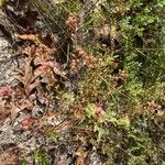 Vaccinium myrsinites 果實