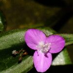 Tradescantia zebrina Flower