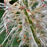 Aesculus parviflora Blomma