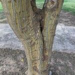 Erythrina velutina Bark