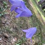 Campanula rotundifoliaBlodyn