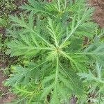 Crambe arborea Hoja