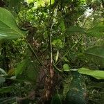 Philodendron asplundii Habitat
