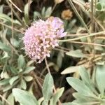 Lomelosia cretica Blomma